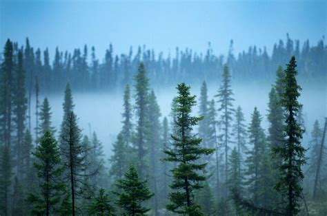 Boreal Forest Wallpapers - Top Free Boreal Forest Backgrounds - WallpaperAccess