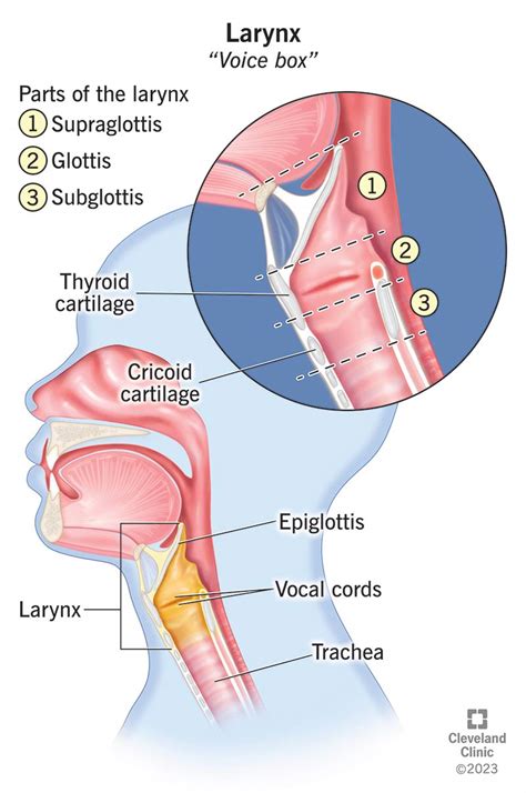 Larynx (Voice Box): Anatomy & Function