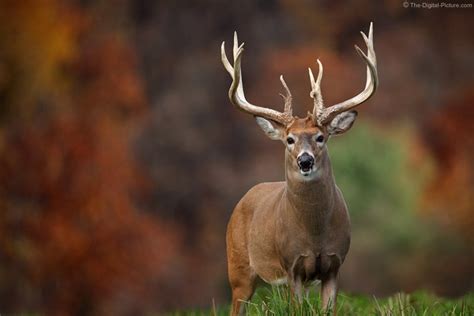 🔥 [50+] Big Whitetail Buck Wallpapers | WallpaperSafari