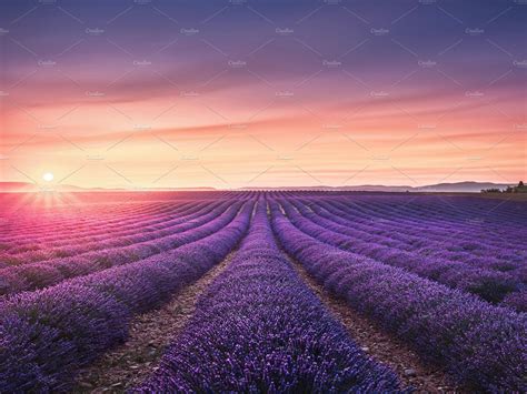 Lavender flower fields at sunset containing lavender, flower, and field | Flower field, Lavender ...