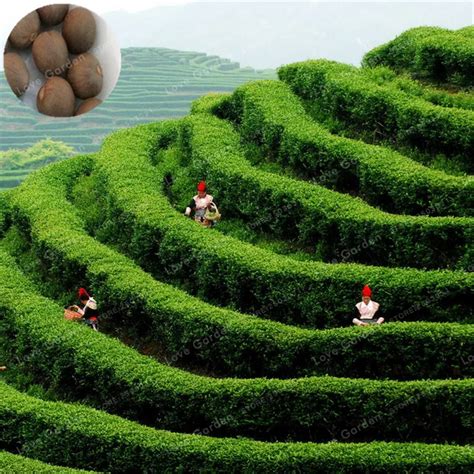 2PCS Chinese Green Tea Tree Bonsai Plant DIY Tea for Healthy Bonsai Tea Tree Home Garden Free ...