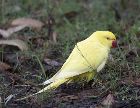 Yellow parrot | BIRDS in BACKYARDS