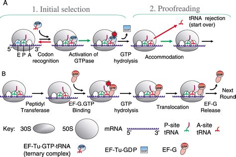 Ribosome Structure and the Mechanism of Translation: Cell