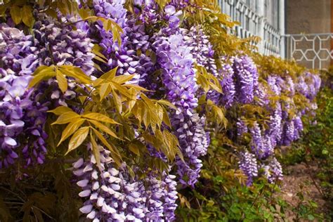 How to Identify, Grow, and Care for Wisteria Vines | Florgeous