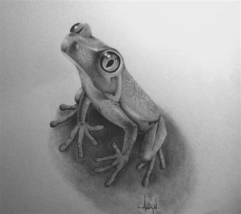 Realistic Frog Drawings