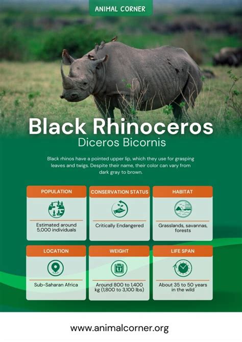 Black Rhinoceros - Facts, Diet & Habitat Information