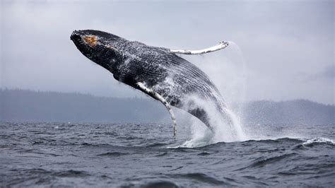 Black whale, whale, nature, animals HD wallpaper | Wallpaper Flare