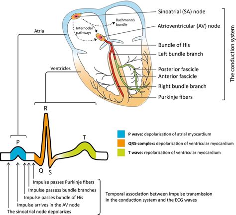 Clinical electrocardiography and ECG interpretation – ECG learning