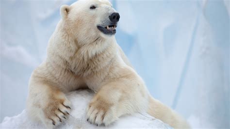 Polar Bear, Antarctica, bear HD Wallpaper