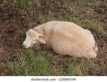 Devon Closewool Sheep Ovis Aries Sheltering Stock Photo 1150045769 ...