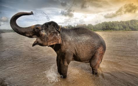 Asian Elephant Taking Bath