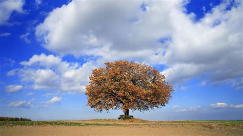 Tree Picture - Image Abyss