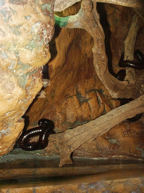 My Zoo: Giant African Millipede