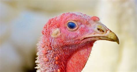 Ake's Pains: Turkey Eyes Are Watching Me (Turkey Update – Part 2)