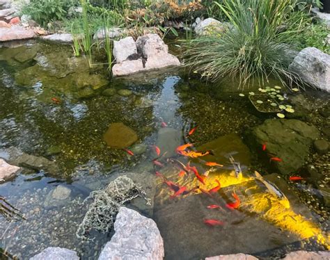 How To Catch Goldfish In A Pond: Expert Tips & Tricks - Vet Advises