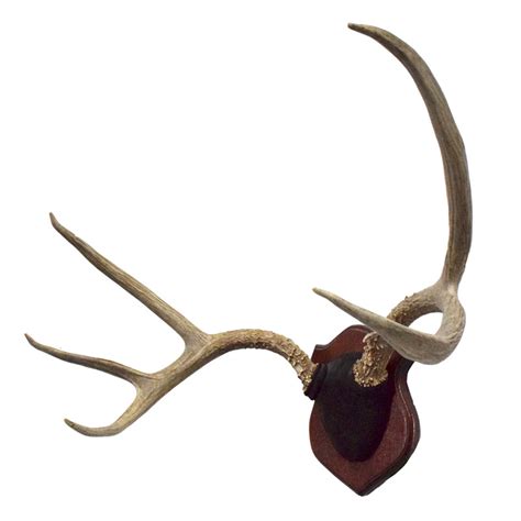 Mule Deer Antlers - Taxidermy Mounts for Sale and Taxidermy Trophies ...