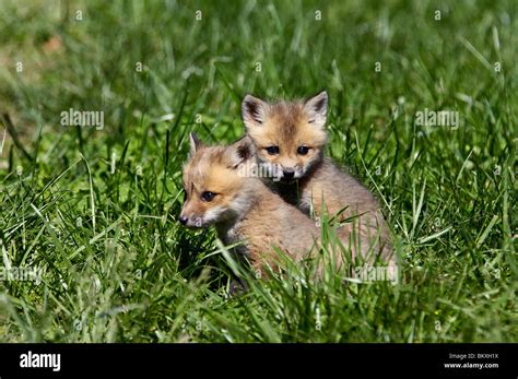 Two Baby Red Foxes Playing Together in Floyd County, Indiana Stock ...