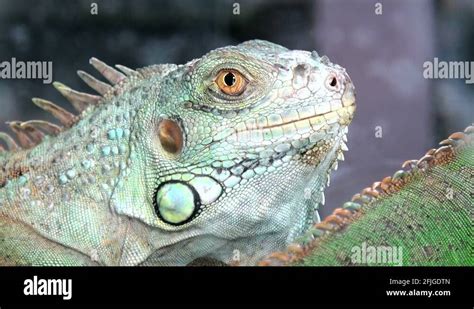 Chameleon camouflage Stock Videos & Footage - HD and 4K Video Clips - Alamy