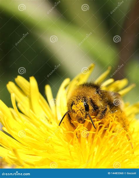 Bee pollination stock photo. Image of facing, insect - 14483360