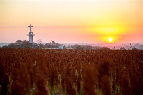 Sorghum Field Sunset Background Stock Photo - Image of sunset, food: 96910224