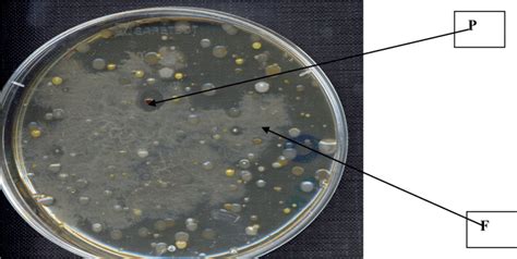 nutrient agar recipe | Deporecipe.co