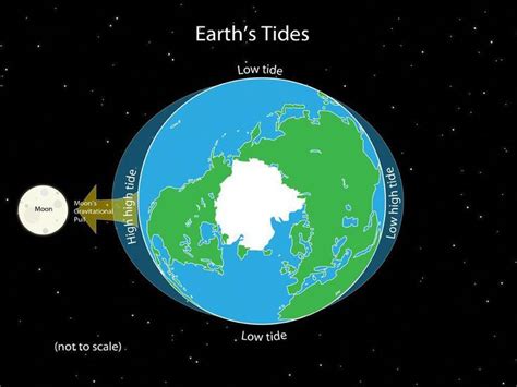 The Earth's rotation and the gravitational pull of the sun and moon create tides. # ...