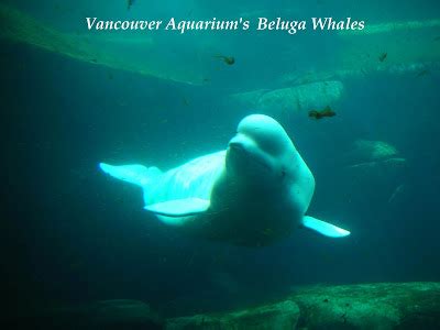 Arts BC Adventures: Vancouver Aquarium – Beluga Whales