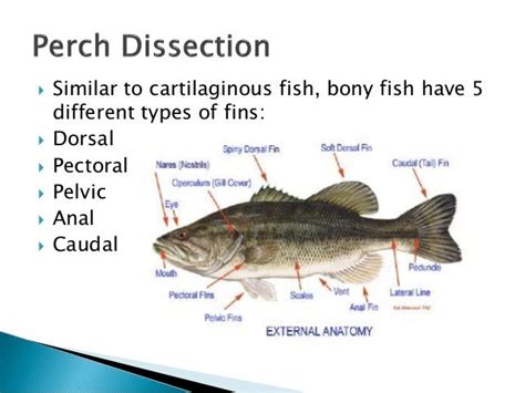 Perch External Anatomy - Anatomy Book