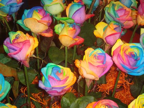 BeautyFul Flowers: rainbow flower wallpaper