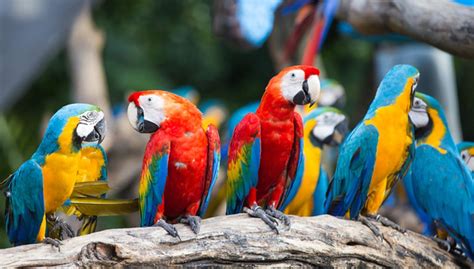 What Is The Difference Between A Parrot And A Macaw