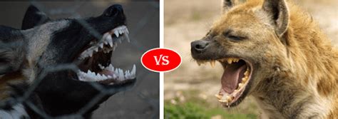 African Wild Dog Vs Hyena Fight comparison, who will win?