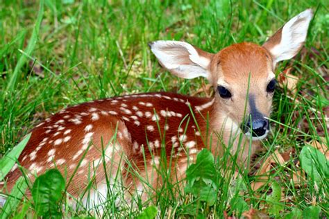 Help! I found a baby deer! - Cedar Run Wildlife Refuge