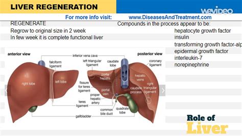 Liver Regeneration Why Liver Is Only Internal Organ That Regenerates – Otosection