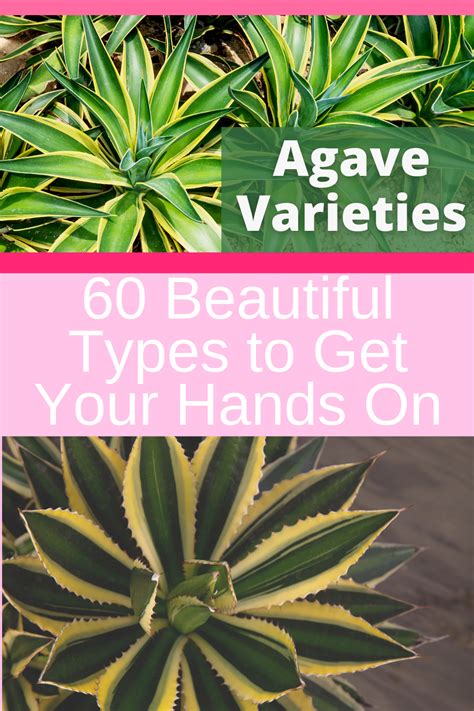 Agave plant types – Artofit