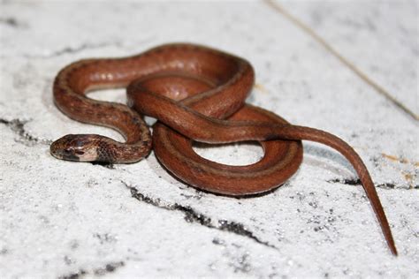 Florida Brownsnake – Florida Snake ID Guide