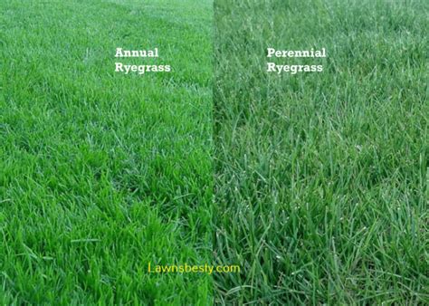 Perennial Ryegrass vs Annual Ryegrass – Differences + Comparisons - LawnsBesty