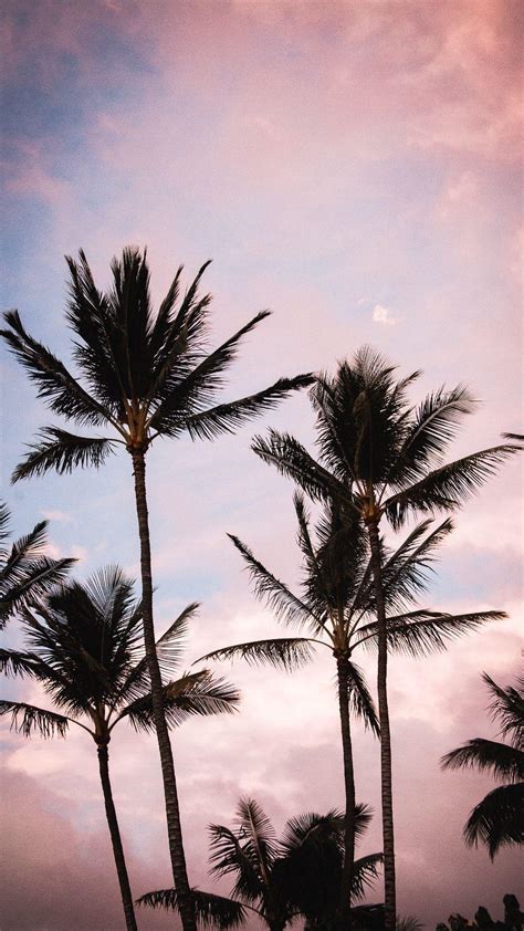 Aesthetic Palm Trees iPhone Wallpapers - Top Free Aesthetic Palm Trees iPhone Backgrounds ...