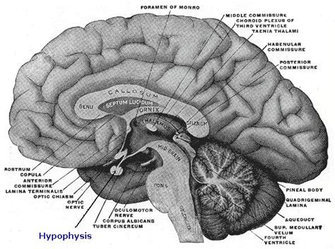 Science, Natural Phenomena & Medicine: Hypophysis