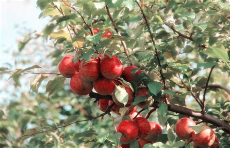 Pruning Fruit Trees – A place to learn