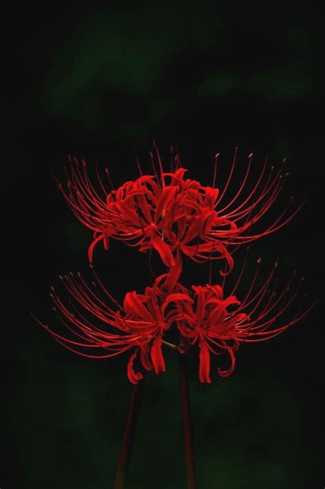 Red Spider Lily Wallpapers - Wallpaper Cave