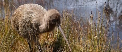 Wildlife in New Zealand - Types of New Zealand Animals - A-Z Animals