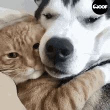 Cats Dogs GIF - Cats Dogs Dog - Discover & Share GIFs