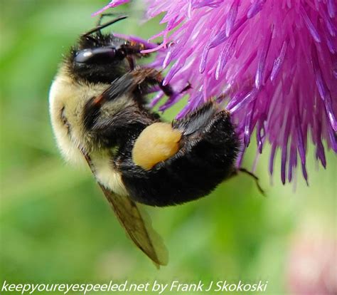 Susquehanna Wetlands insects (18 of 26) - Keep Your Eyes Peeled