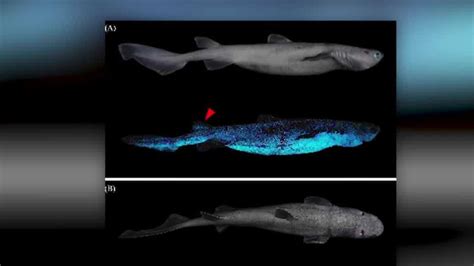 Scientists document multiple shark species that glow in the dark for ...