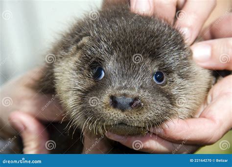 Baby Otter (Lutra Lutra) Stock Photo - Image: 22164270