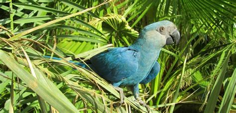 The Real-Life Blue Parrot From ‘Rio’ Is Now Officially Extinct In The Wild