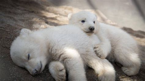 First baby photos of Columbus Zoo polar bear cubs | WJAR