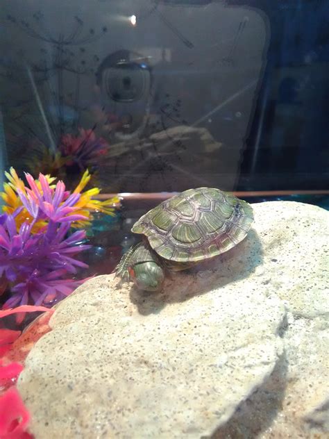 My turtle is just sleeping so cute : r/turtles