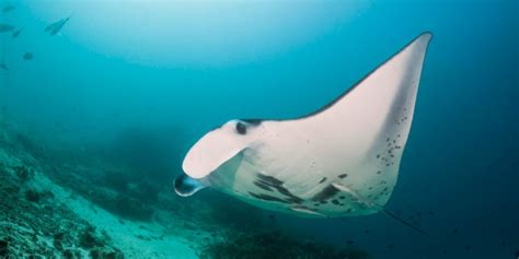 New study confirms world-first international migration of reef manta rays - Business News