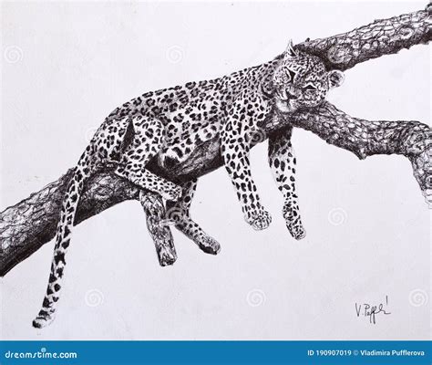 Pen Illustraiton - a Leopard Sleeping on a Tree Branch Stock Illustration - Illustration of ...